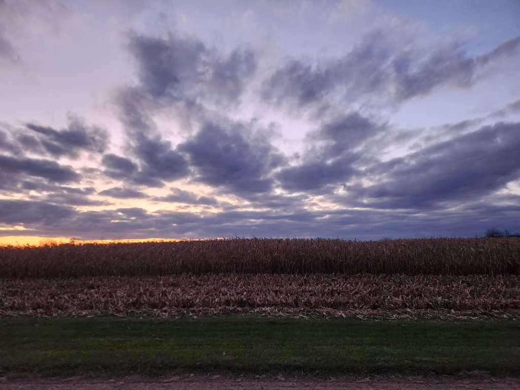 Setting sun over a cornfield